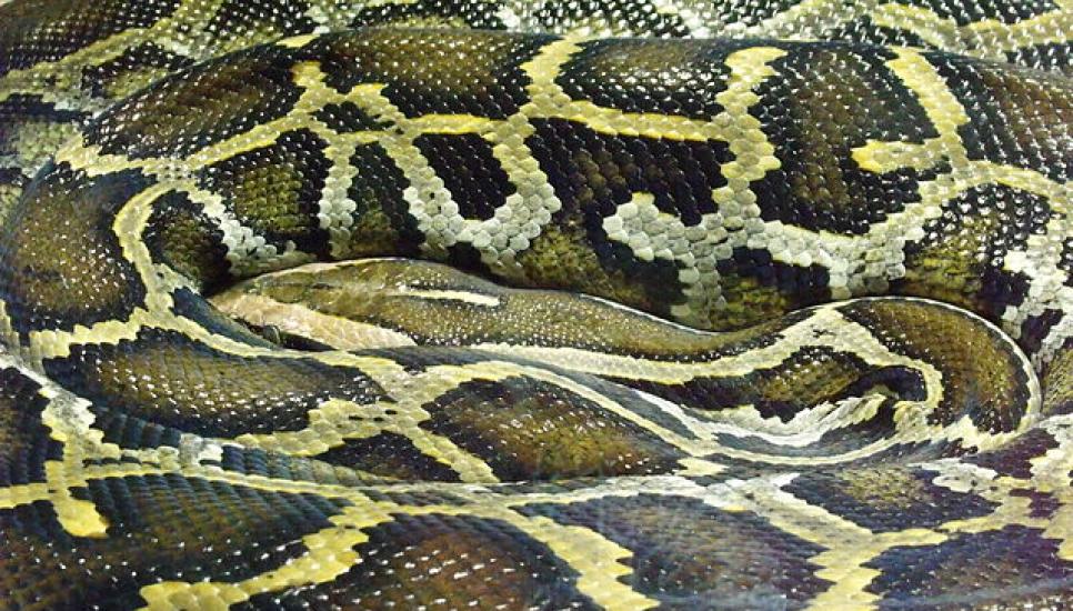 A reticulated python, coveted for its skin